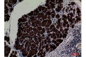 Immunohistochemistry (IHC) analysis of paraffin-embedded Human Pancreas, antibody was diluted at 1:100.