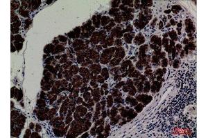 Immunohistochemistry (IHC) analysis of paraffin-embedded Human Pancreas, antibody was diluted at 1:100. (CD1e anticorps  (C-Term))
