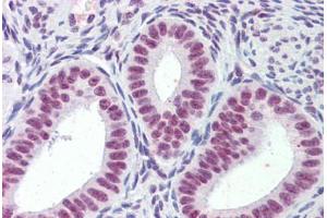 Human Uterus (formalin-fixed, paraffin-embedded) stained with MORF4L1 antibody ABIN462283 followed by biotinylated anti-goat IgG secondary antibody ABIN481715, alkaline phosphatase-streptavidin and chromogen. (MORF4L1 anticorps  (AA 2-14))