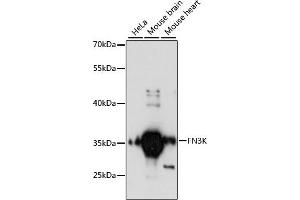 Western blot analysis of extracts of various cell lines, using FN3K antibody (ABIN6127909, ABIN6140728, ABIN6140729 and ABIN6217827) at 1:3000 dilution. (FN3K anticorps  (AA 1-200))