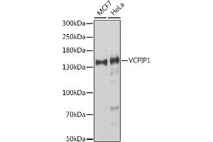 Western blot analysis of extracts of various cell lines, using VCPIP1 antibody (ABIN7271285) at 1:1000 dilution. (Vcpip1 anticorps  (AA 923-1222))