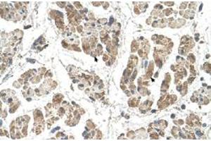 Immunohistochemical staining (Formalin-fixed paraffin-embedded sections) of human muscle with SSR2 polyclonal antibody  at 4-8 ug/mL working concentration. (SSR2 anticorps  (N-Term))