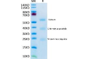Mouse RGM-C on Tris-Bis PAGE under reduced condition.