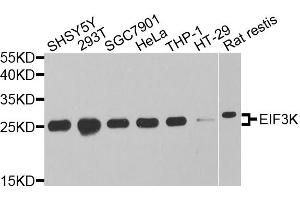 Western blot analysis of extracts of various cell lines, using EIF3K antibody. (EIF3K anticorps)