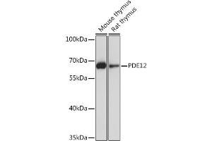 Western blot analysis of extracts of various cell lines, using PDE12 Rabbit pAb (ABIN7269299) at 1:1000 dilution. (PDE12 anticorps  (AA 17-300))