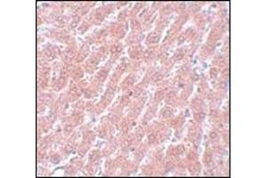 Immunohistochemistry of POU5F1 in rat liver tissue with this product at 5 µg/ml. (OCT4 anticorps  (C-Term))