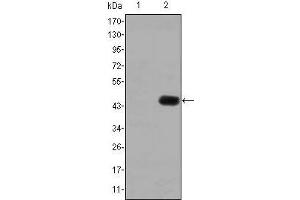 Western blot analysis using CEA mAb against HEK293 (1) and CEA(AA: 460-600)-hIgGFc transfected HEK293 (2) cell lysate. (CEA anticorps)