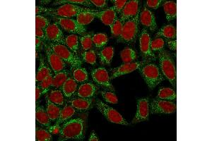 Confocal Immunofluorescence of HeLa cells using Podocalyxin Mouse Monoclonal Antibody (3D3) labeled with CF488 (Green); Reddot is used to label the nuclei. (PODXL anticorps  (Extracellular Domain))