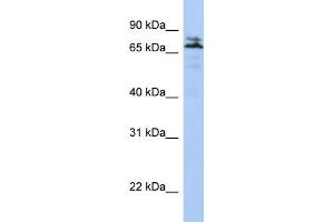 WB Suggested Anti-MYST2 Antibody Titration:  0. (MYST2 anticorps  (N-Term))