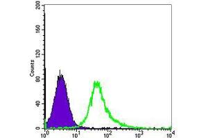Flow cytometric analysis of Hela cells using ACTA2 mouse mAb (green) and negative control (purple).