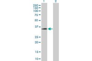 Western Blot analysis of C20orf195 expression in transfected 293T cell line by C20orf195 MaxPab polyclonal antibody.
