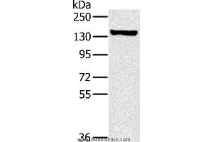 Western blot analysis of A172 cell, using PPP1R12A Polyclonal Antibody at dilution of 1:450 (PPP1R12A anticorps)