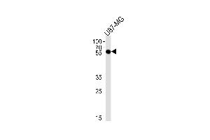 CS Antibody (C-term) (ABIN1881213 and ABIN2838442) western blot analysis in U87-MG cell line lysates (35 μg/lane). (CMAS anticorps  (C-Term))