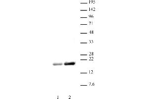 Histone H3ac (pan-acetyl) antibody (pAb) tested by Western blot. (Histone 3 anticorps  (acLys))