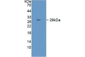 Detection of Recombinant SCO2, Human using Polyclonal Antibody to SCO Cytochrome Oxidase Deficient Homolog 2 (SCO2) (SCO2 anticorps  (AA 42-266))