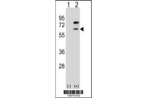 Western blot analysis of ZBTB7B using rabbit polyclonal ZBTB7B Antibody using 293 cell lysates (2 ug/lane) either nontransfected (Lane 1) or transiently transfected (Lane 2) with the ZBTB7B gene. (ZBTB7B anticorps  (AA 315-343))