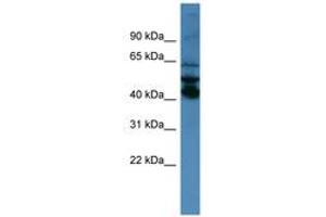 Image no. 1 for anti-Septin 1 (SEPT1) (AA 140-189) antibody (ABIN6746705) (Septin 1 anticorps  (AA 140-189))