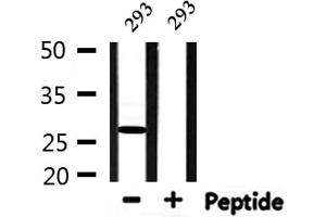 Western blot analysis of extracts from 293, using HMGB2 Antibody.