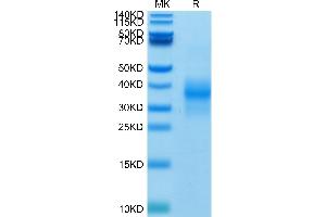 Biotinylated Human NKG2D on Tris-Bis PAGE under reduced condition.