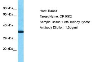 Host: Rabbit Target Name: OR10K2 Sample Type: Fetal Kidney lysates Antibody Dilution: 1. (Olfactory Receptor, Family 10, Subfamily K, Member 2 (OR10K2) (C-Term) anticorps)
