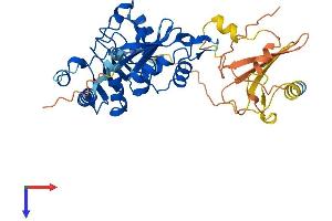 AlphaFold protein structure predicition of Human Recombinant NXF5 Protein, UniprotID Q9H1B4