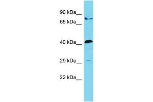 Host: Rabbit Target Name: STAC2 Sample Type: 293T Whole Cell lysates Antibody Dilution: 1. (STAC2 anticorps  (N-Term))