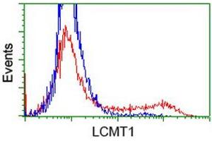 HEK293T cells transfected with either RC200018 overexpress plasmid (Red) or empty vector control plasmid (Blue) were immunostained by anti-LCMT1 antibody (ABIN2454710), and then analyzed by flow cytometry. (LCMT1 anticorps)