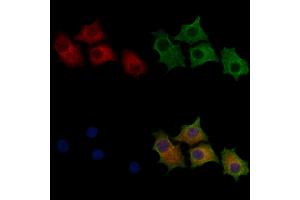 ABIN7094290 and ABIN7098337 staining HepG2 cells by IF/ICC. (HSPA13 anticorps  (C-Term))