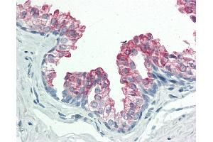 Anti-BAP / SIL1 antibody IHC staining of human prostate. (SIL1 anticorps  (AA 360-409))