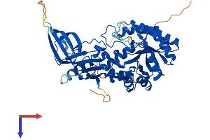 AlphaFold protein structure predicition of Human Recombinant ODC1 Protein, UniprotID P11926