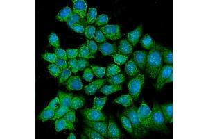 IF analysis of RCC2 using anti-RCC2 antibody (ABIN7601154). (RCC2 anticorps  (AA 293-522))