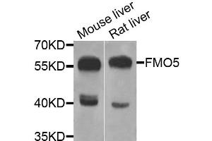 Western blot analysis of extracts of various cell lines, using FMO5 antibody (ABIN5975160) at 1/1000 dilution. (FMO5 anticorps)