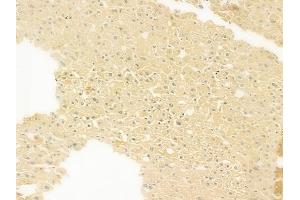 ABIN7093180 and ABIN7101269 at 1/100 staining human normal liver tissue by IHC-P.