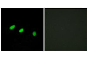 Immunofluorescence (IF) image for anti-Transformer 2 alpha Homolog (TRA2A) (C-Term) antibody (ABIN1849576) (TRA2A anticorps  (C-Term))
