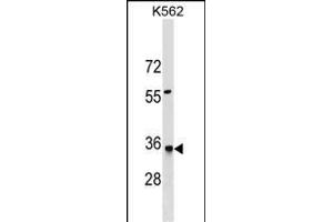 HMGCL Antibody (N-term) (ABIN1539566 and ABIN2849639) western blot analysis in K562 cell line lysates (35 μg/lane). (HMGCL anticorps  (N-Term))