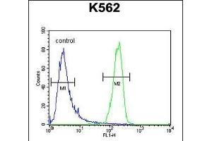ATP8A2 Antibody (N-term) (ABIN654888 and ABIN2844540) flow cytometric analysis of K562 cells (right histogram) compared to a negative control cell (left histogram). (ATP8A2 anticorps  (N-Term))