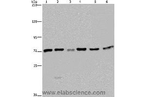 Western blot analysis of K562, A549, HT-29, 293T, Hela and Jurkat cell, using KARS Polyclonal Antibody at dilution of 1:350