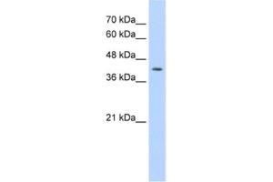 Western Blotting (WB) image for anti-Interferon Regulatory Factor 1 (IRF1) antibody (ABIN2461650) (IRF1 anticorps)