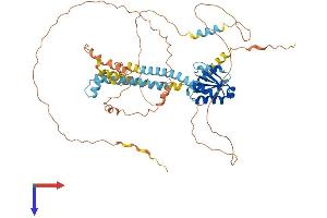 AlphaFold protein structure predicition of Human Recombinant NCOA5 Protein, UniprotID Q9HCD5