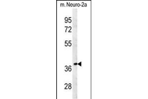 TNFAIP1 Antibody (C-term) (ABIN651602 and ABIN2840318) western blot analysis in mouse Neuro-2a cell line lysates (35 μg/lane). (TNFAIP1 anticorps  (C-Term))