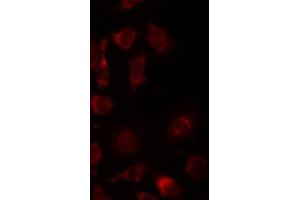 ABIN6267434 staining 293 by IF/ICC.