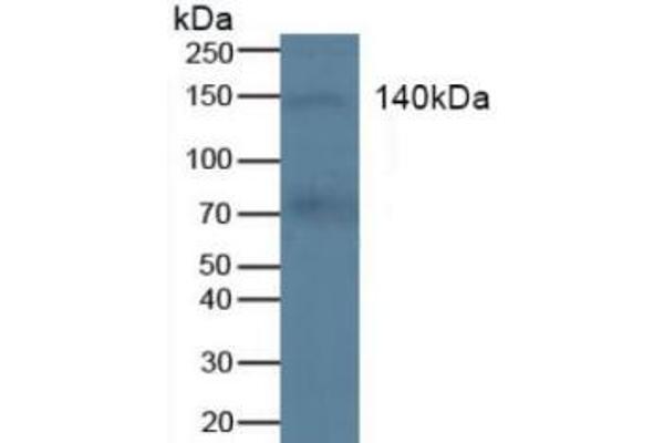 KIT 抗体  (AA 321-520)