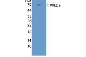 Detection of Recombinant MFGE8, Rat using Polyclonal Antibody to Milk Fat Globule EGF Factor 8 (MFGE8) (MFGE8 anticorps  (AA 73-421))