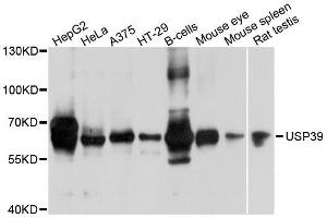 Western blot analysis of extracts of various cell lines, using USP39 antibody.