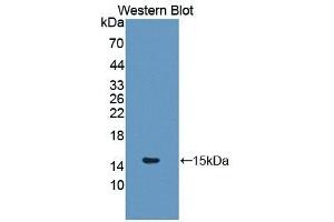 Detection of Recombinant GLRX, Mouse using Polyclonal Antibody to Glutaredoxin (GLRX) (Glutaredoxin 1 anticorps  (AA 2-107))