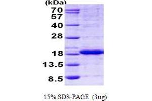 SDS-PAGE (SDS) image for Histidine Triad Nucleotide Binding Protein 2 (HINT2) (AA 18-163) protein (His tag) (ABIN5852962) (HINT2 Protein (AA 18-163) (His tag))