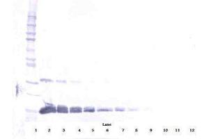 Image no. 2 for anti-Vascular Endothelial Growth Factor A (VEGFA) antibody (ABIN465470) (VEGFA anticorps)