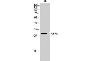 Western Blotting (WB) image for anti-Fibroblast Growth Factor 17 (FGF17) (Internal Region) antibody (ABIN3184611) (FGF17 anticorps  (Internal Region))