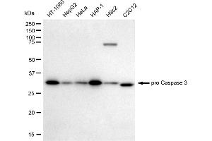 Western blotting analysis using pro Caspase 3 antibody (ABIN7797489). (Recombinant Active+pro Caspase 3 anticorps)