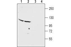 Western blot analysis of rat cerebellum (lanes 1 and 3) and cortex (lanes 2 and 4) membranes: - 1,2.